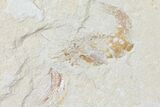 Cretaceous Fossil Shrimp - Lebanon #123869-2